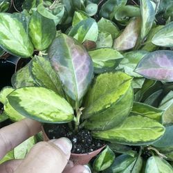 2” Wax Hoya House Plants 