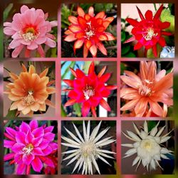 Epiphyllum Orchid Cactus Plant
