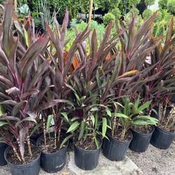HOME PLANTS- SPECIAL PRICE CORDYLINE RED SENSATION 3 GL