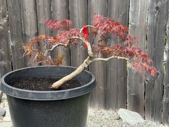 Orangeola Lace Leaf Japanese maple