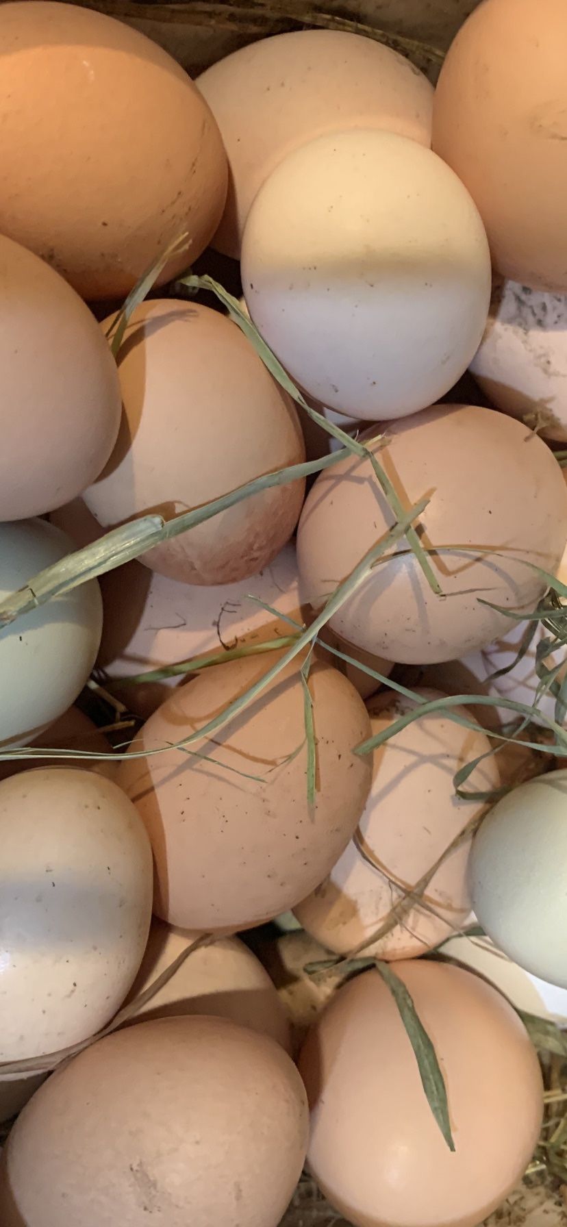 Eggs Farm Fresh