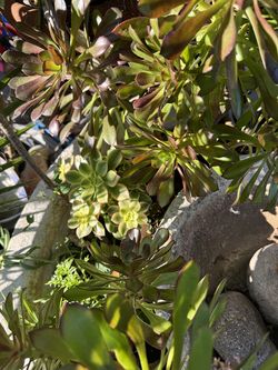 Succulent variety  beautifully  fountain  super heavy