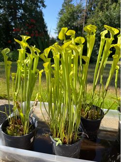 Pitcher Plants - Yellow Carnivorous