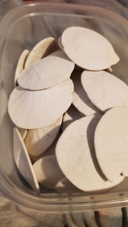 Sand Dollars!
