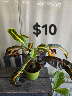 6" Croton Plant