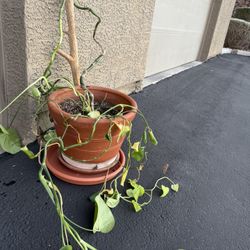 Large Potted Indoor/outdoor plant