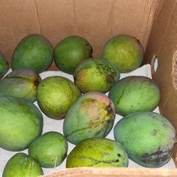 Fresh Mangos Right Off The Tree!
