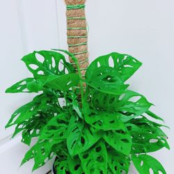 Very Full And Healthy Swiss Cheese Monstera Pothos Plants - 8” Nursery Container - Indoor Plant ( CERAMIC pot NOT including )