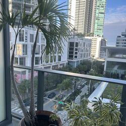 Double Palm Tree & a Big ‘Song Of India’ Plant 