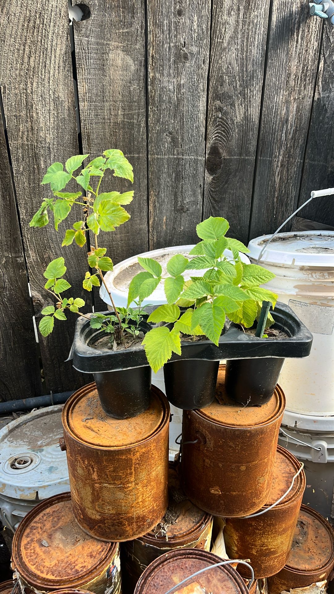 Raspberry Plants