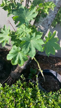 Plantas