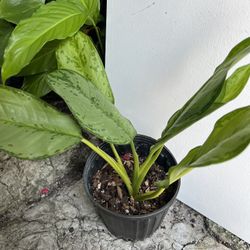 Aglaonema