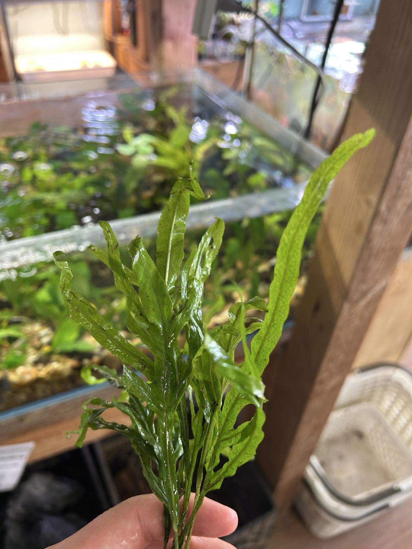 Trident Fern Bunch Live Aquarium Plant For Aquascape Planted Fish Tank Aquatic Plant