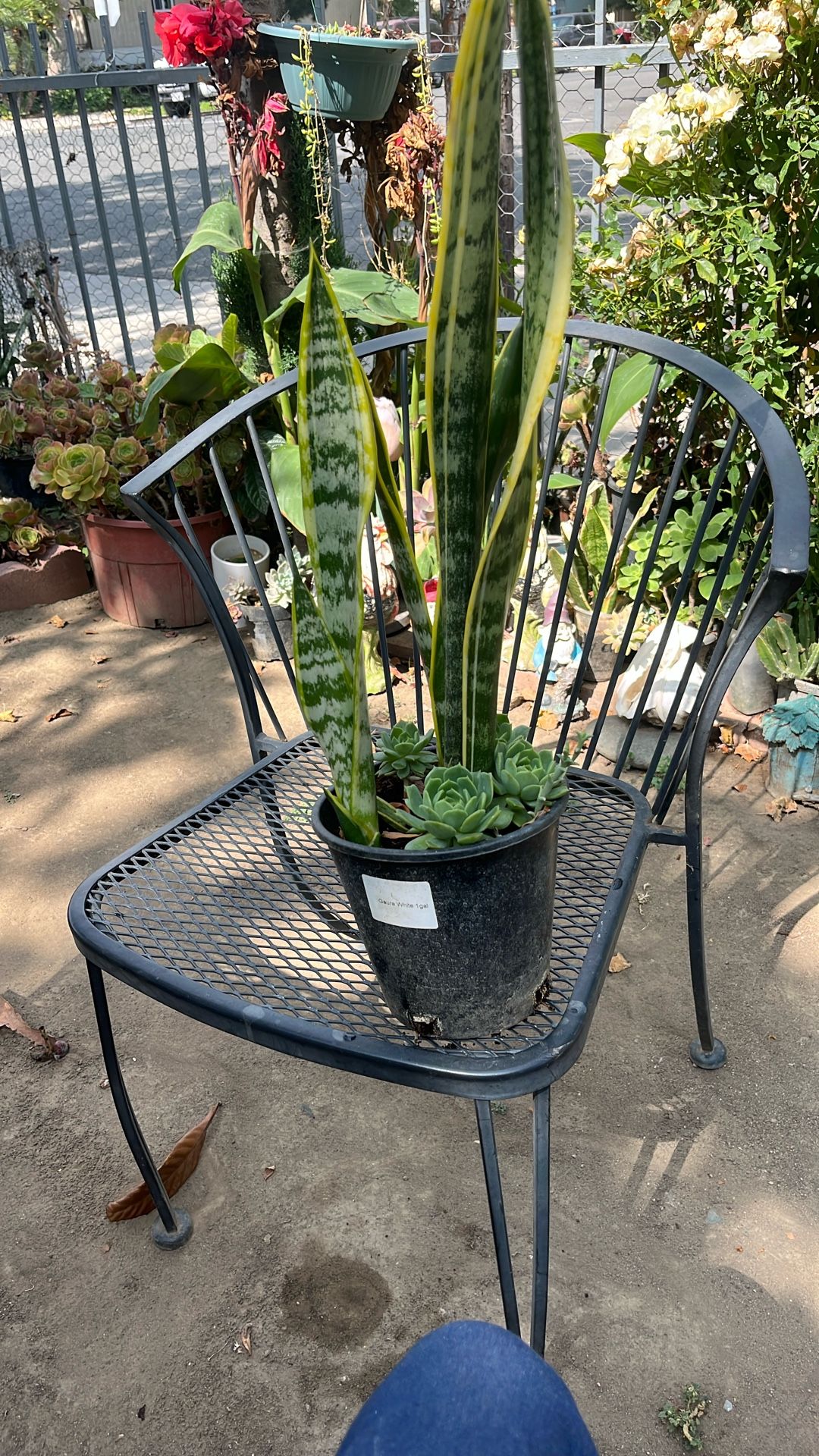 Snake Plants And Succulents