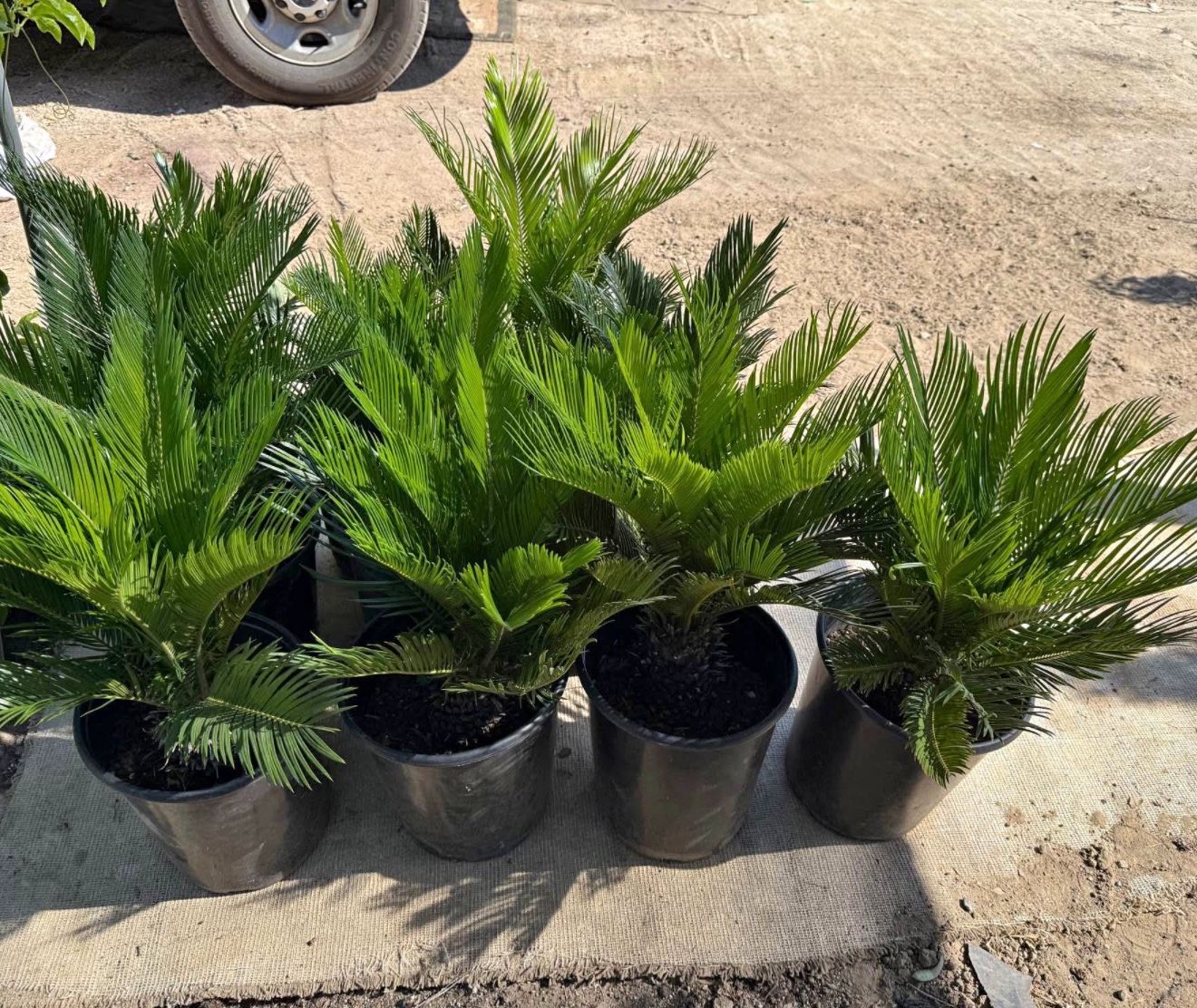 Sagos 🌴 $40.00 each