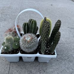 Cactus Collection