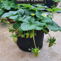 Strawberry Plants 1 Gallon