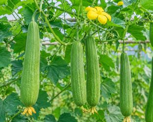 🌱 Chinese Loofah Seedlings for Sale |Only $3.99 Each