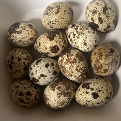 Quail Eggs For Sale DM FOR PRICING  Few Dozen