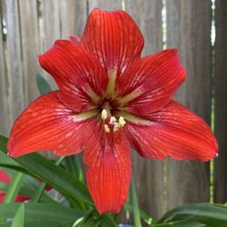 Amaryllis 