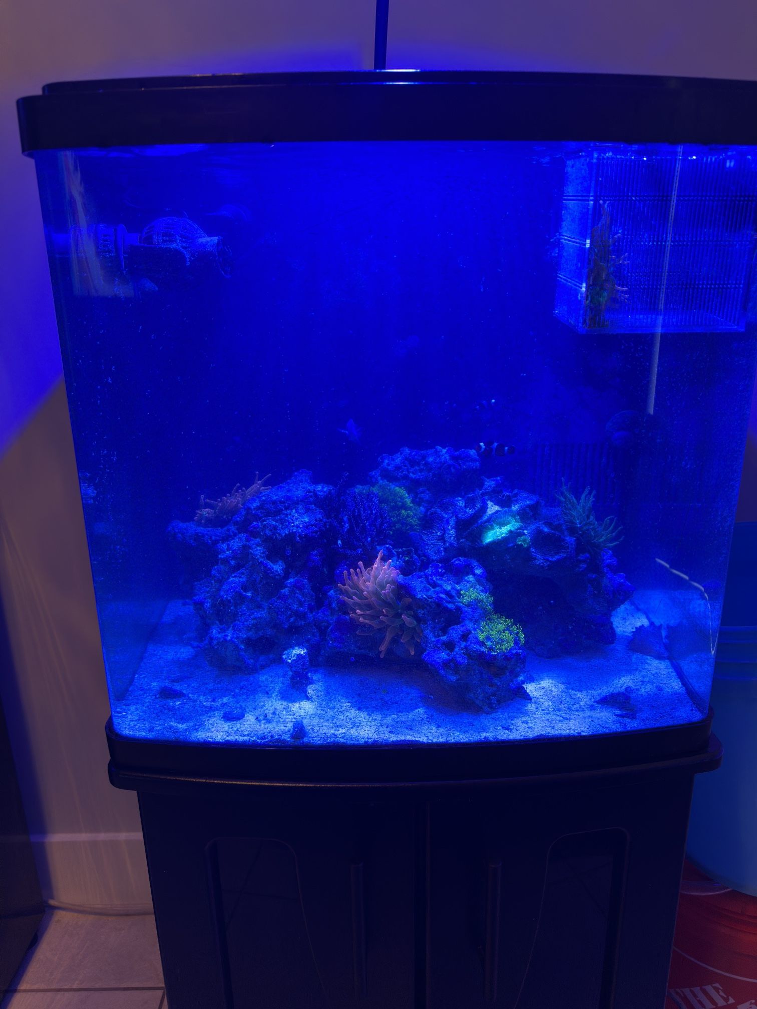 32 Gallon Biocube