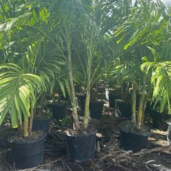 Christmas palms over 7 feet tall Instant privacy Hedge and decoration