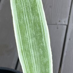 RARE Sansevieria Sayuri, Mother In Law’s Tongue, Snake Plant, - 1 Bare root, Live Indoor Starter Plant