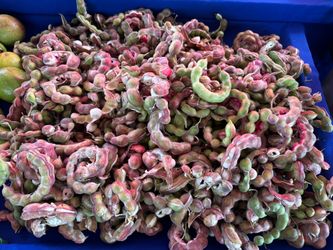 Guamuchiles