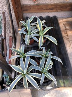 American Agave Pups $4 For Small & $6 for The 1 gallon