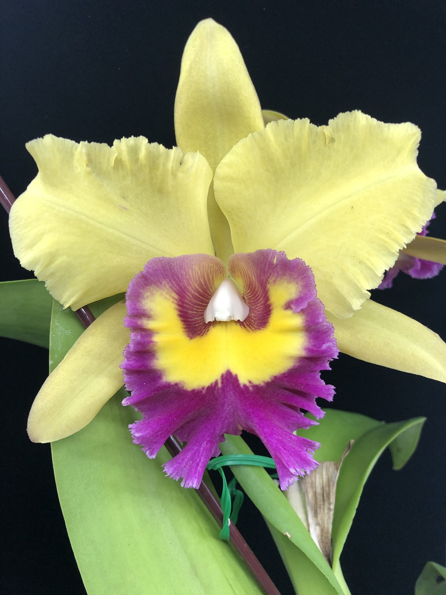 Huge Cattleya orchids in bloom! Very Fragrant!