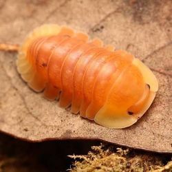 Blonde Rubber Ducky Isopods 5ct