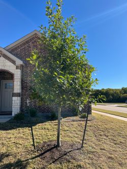 Red Oak Tees with planting