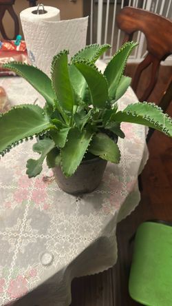 Calanchoy or Mala Madre Plant