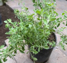Mexican Oregano 🌿 $12 Each Price Firm