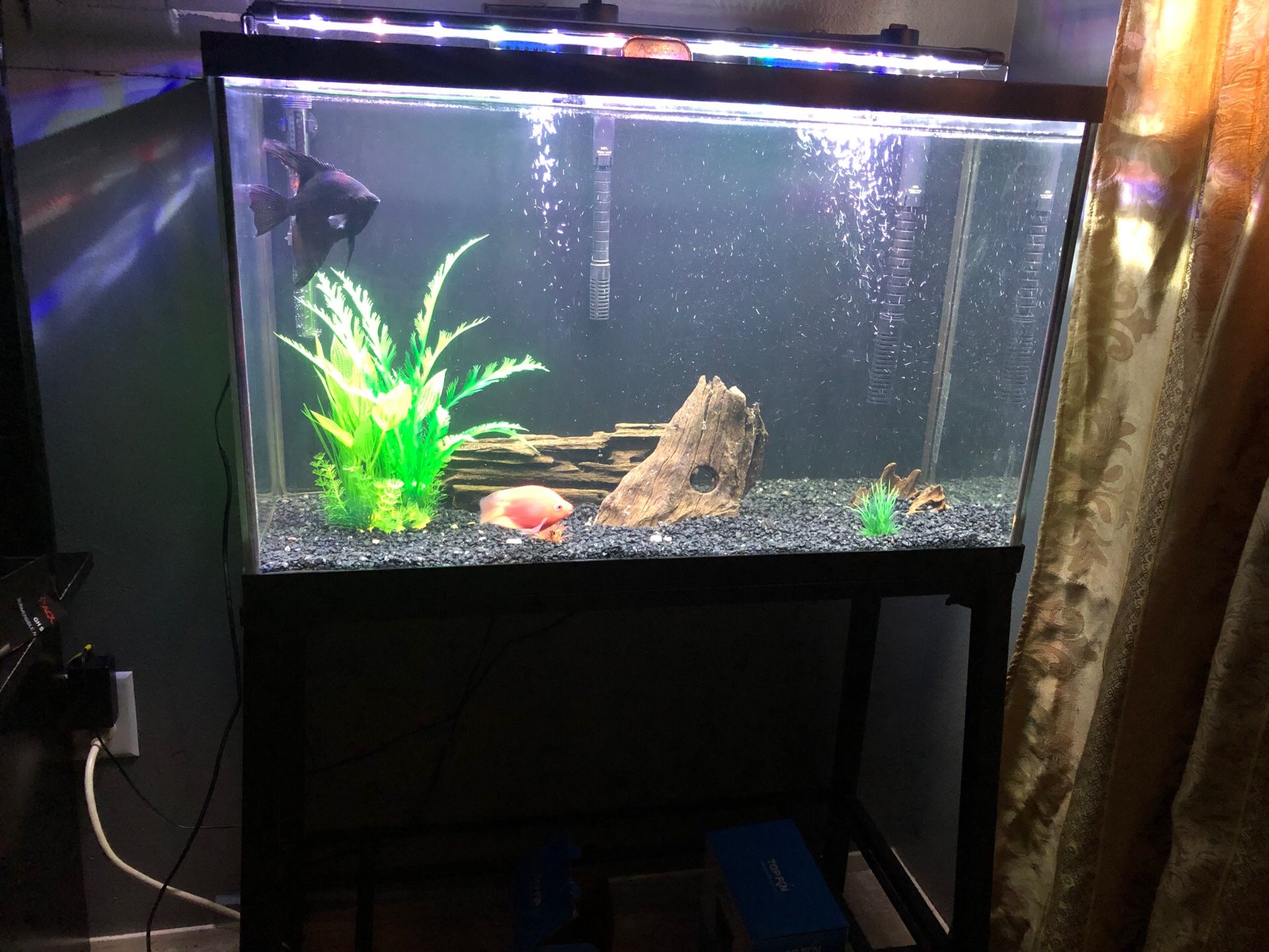 29 gallon fishtank