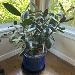 Rubber Fig Plant With Blue Pot