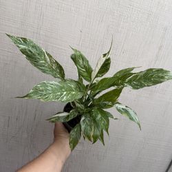 4” peace lily domino 