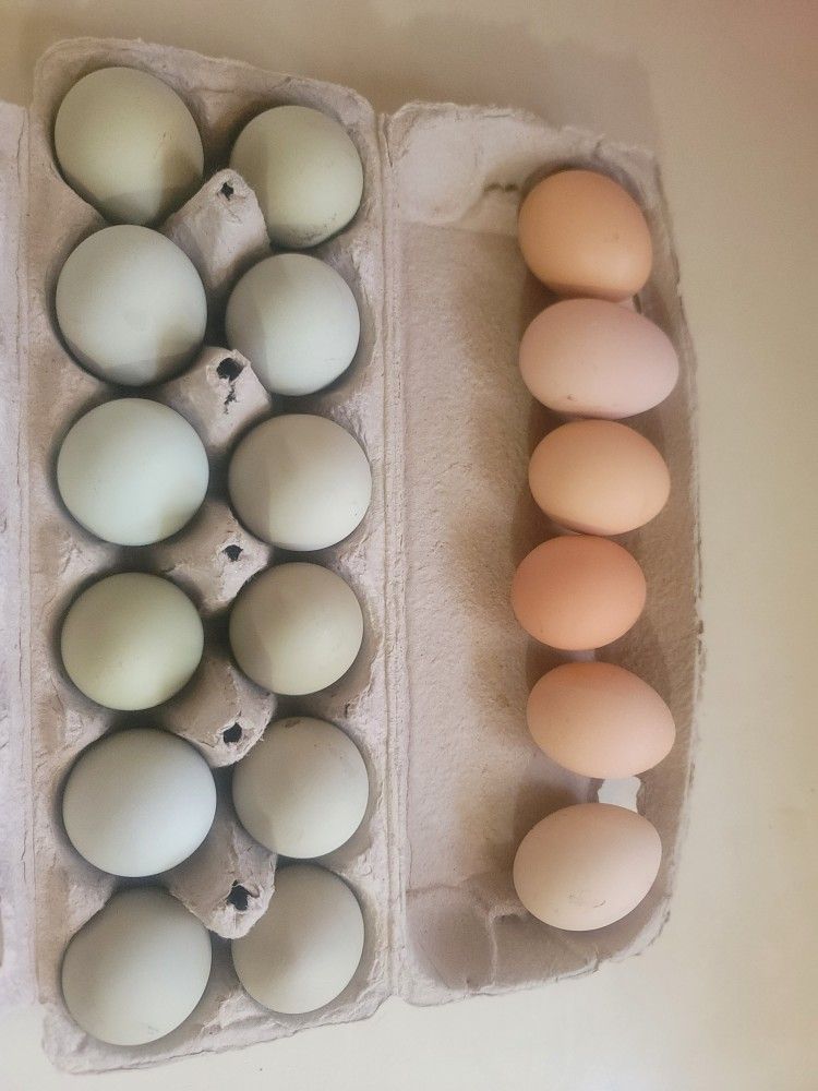   Fresh Chicken Eggs,Duck And Easter Eggs Light Blue.