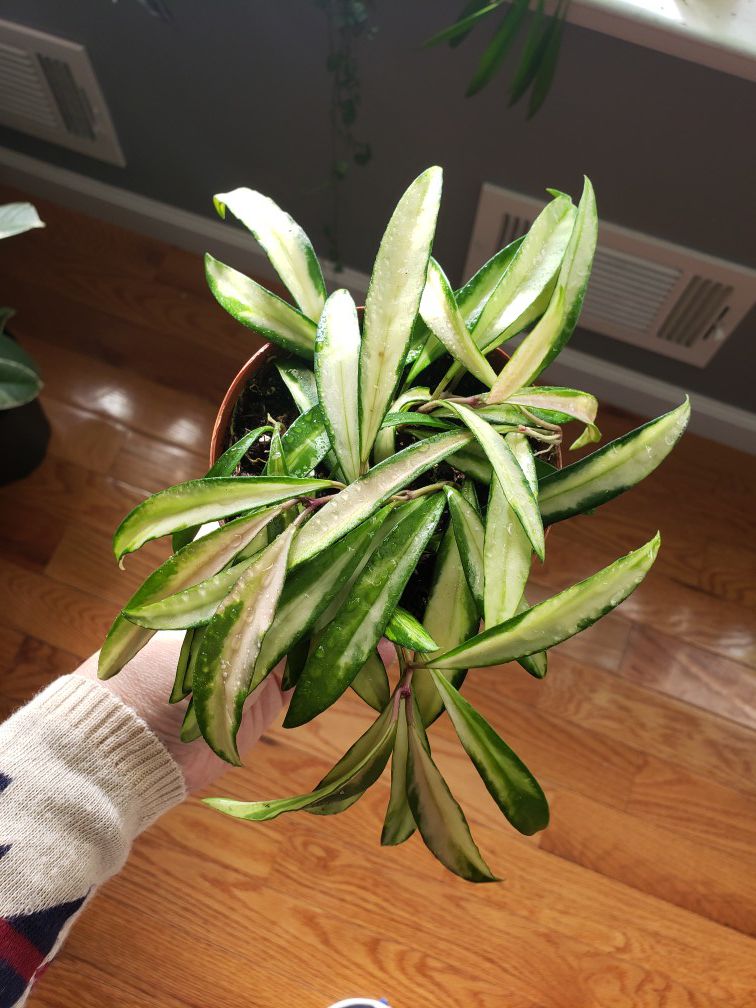 Rare varigated hoya kentiana plant