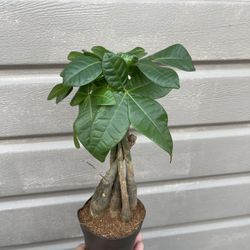 4” Money Tree