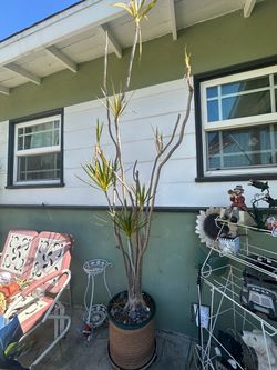 Dracaena Marginata Dragon Tree