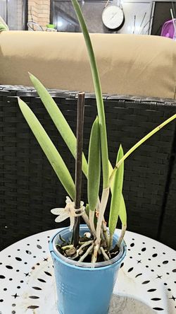 Brassavola Nodosa (Division)