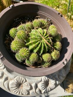 Cactus
