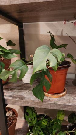 Rhaphidophora tetrasperma
