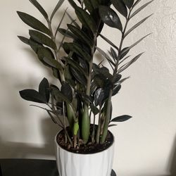 Black Raven ZZ Plant