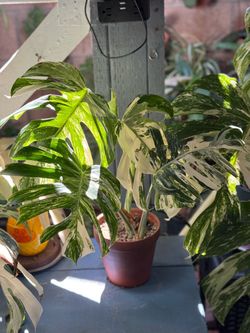Monstera Albo SF