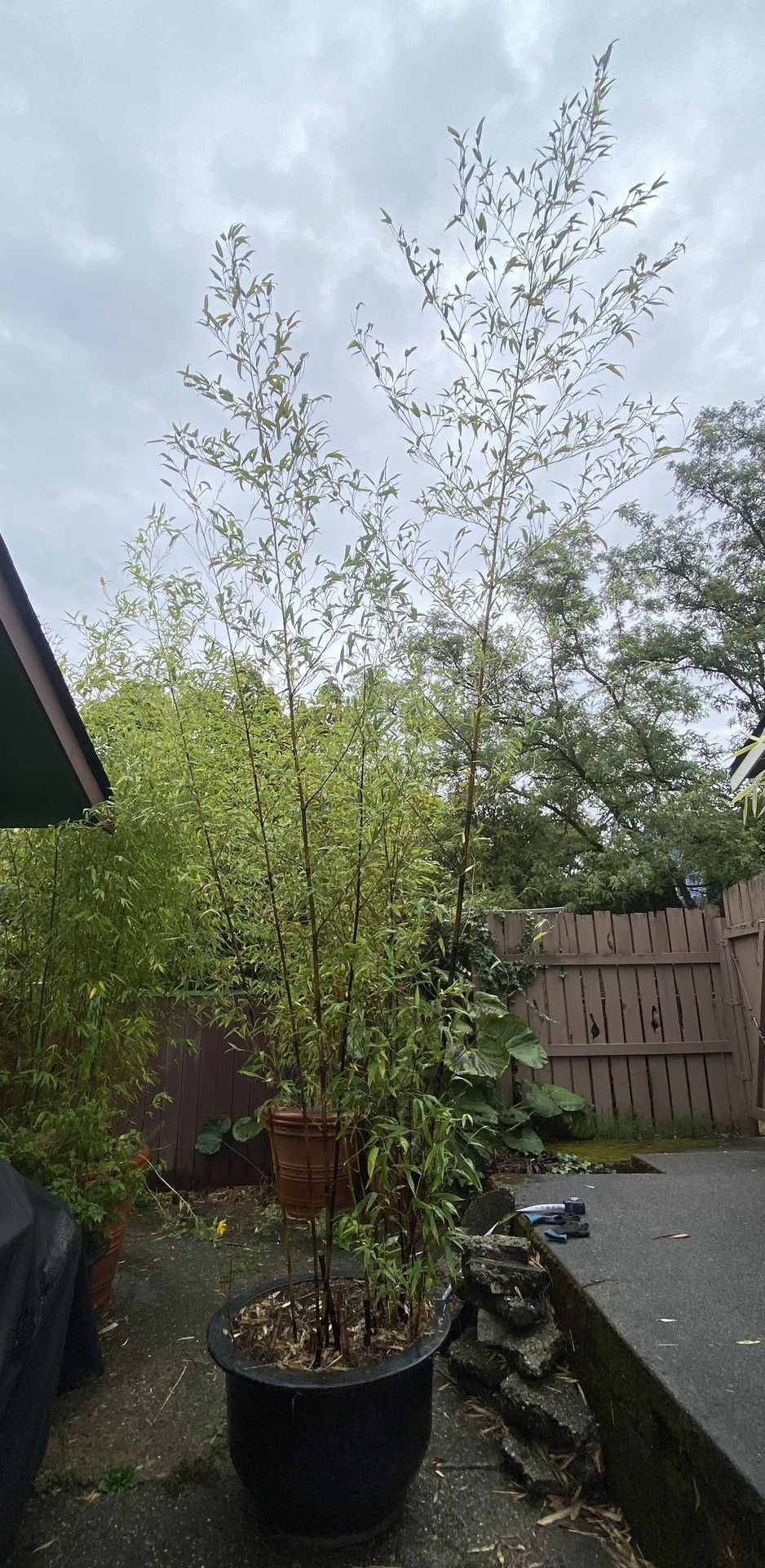 Large Black Bamboo With Large Weatherproof Ceramic Container 