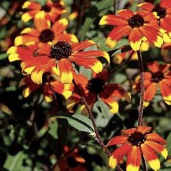 Black Eye Susan Dakota And Autom
