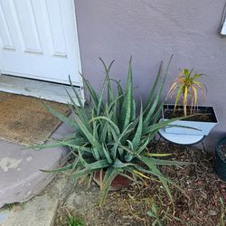 Aloe Vera plants