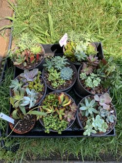 Succulent arrangements